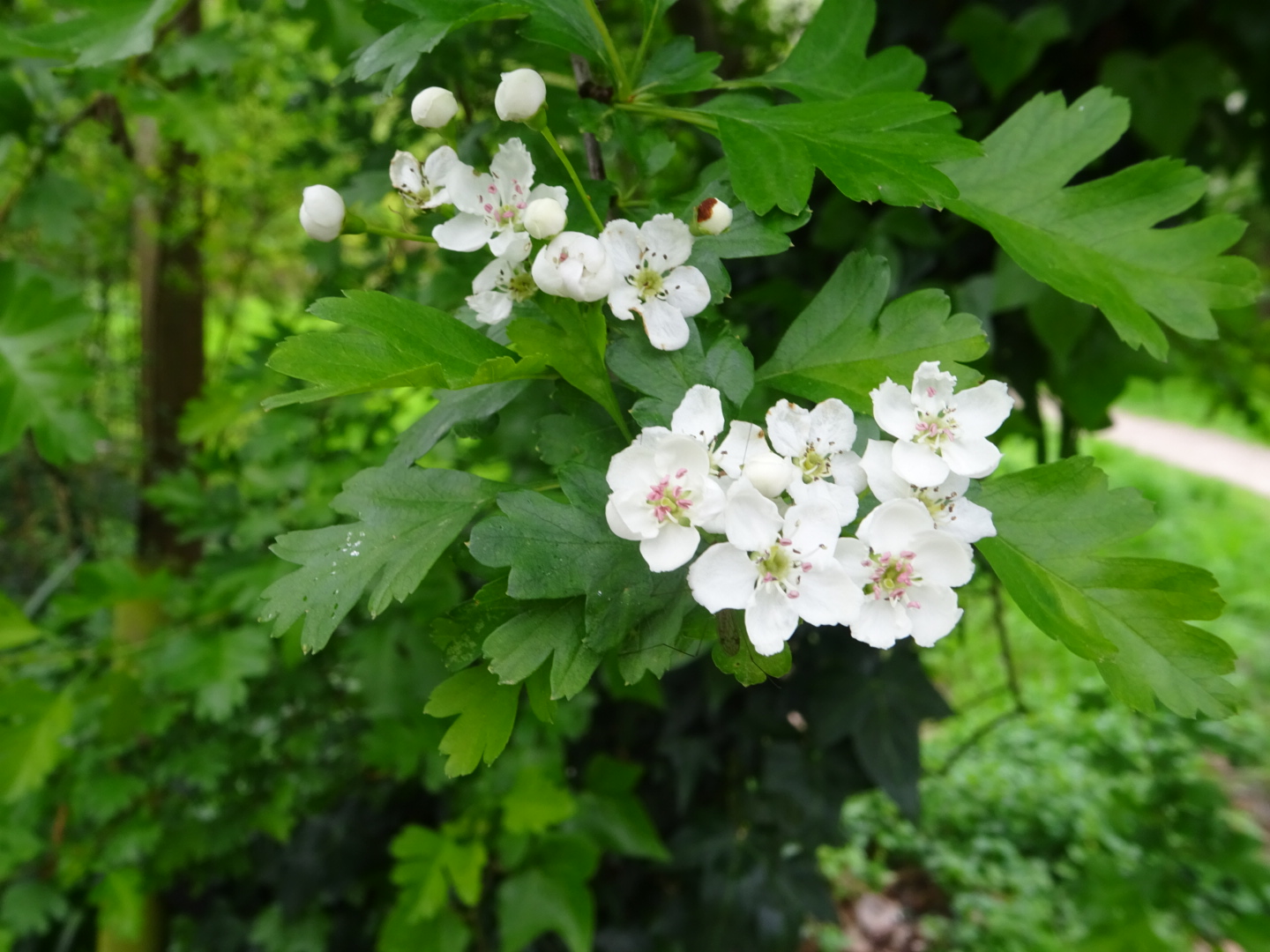 Meidoorn bloemen