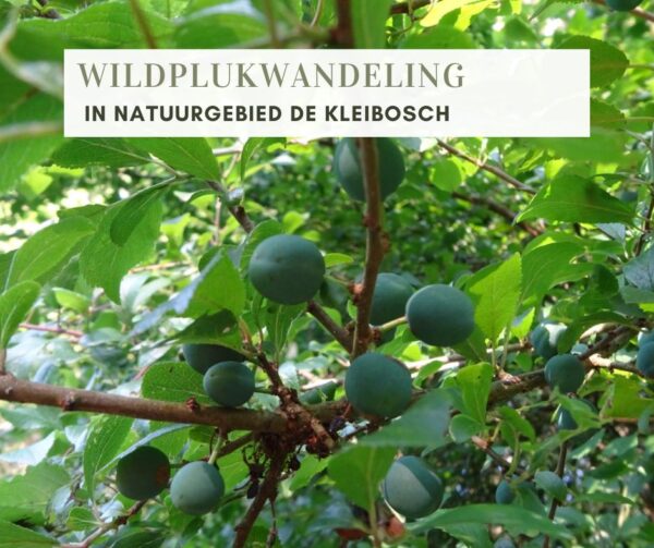WILDPLUKWANDELING IN NATUURGEBIED DE KLEIBOSCH (RODERWOLDE)