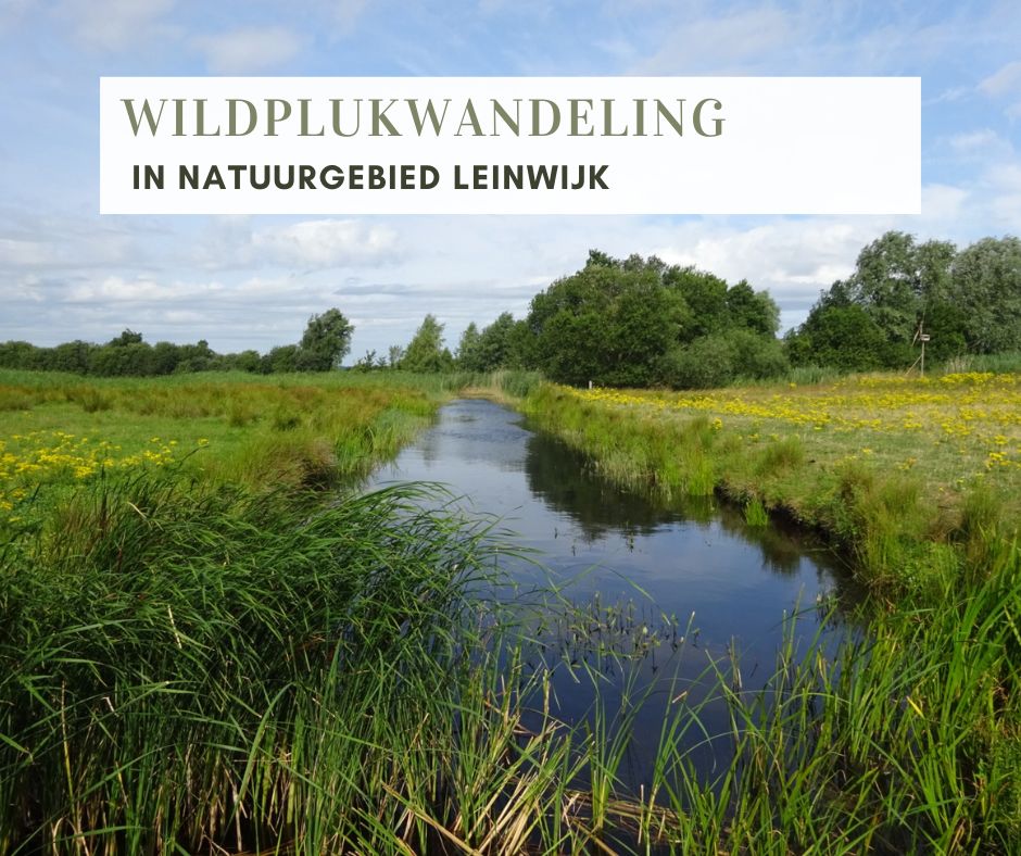 Wildplukwandeling Leinwijk 2025