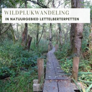 WILDPLUKWANDELING IN NATUURGEBIED LETTELBERTERPETTEN (WESTERKWARTIER)