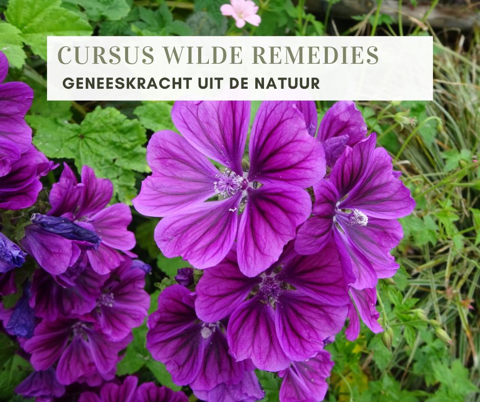 CURSUS WILDE REMEDIES herfst (groep A)