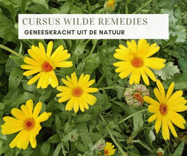 CURSUS WILDE REMEDIES herfst (groep B) vol