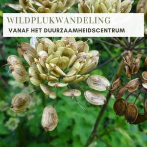 WILDPLUKWANDELING IN ASSEN (vol)