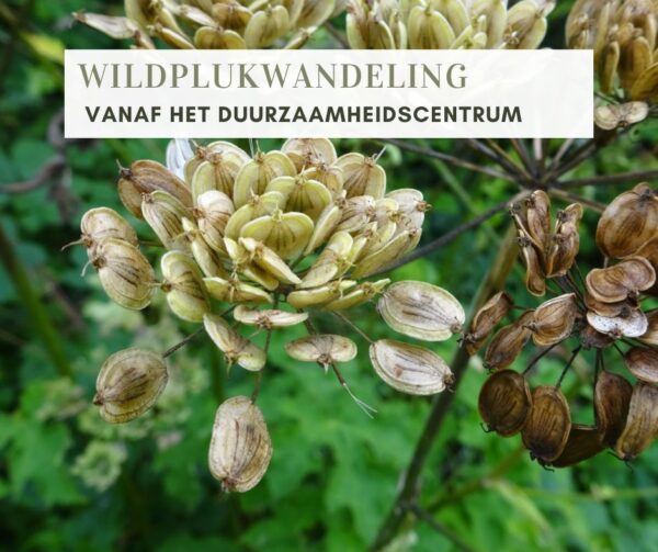 WILDPLUKWANDELING IN ASSEN (vol)
