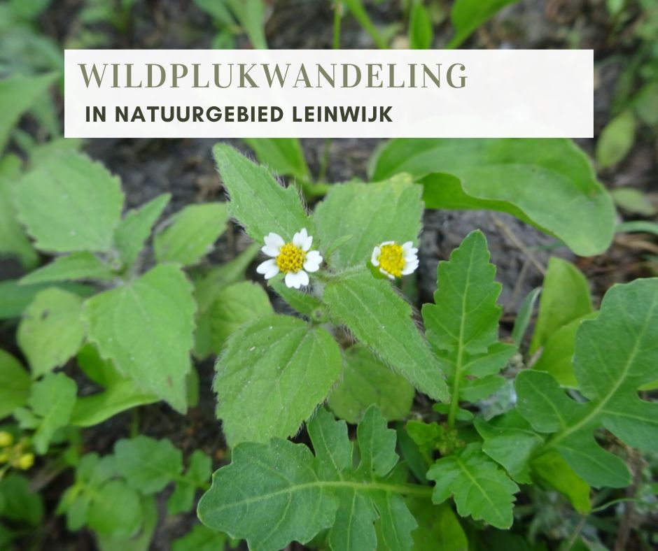 Wildplukwandeling Leinwijk 2025-2