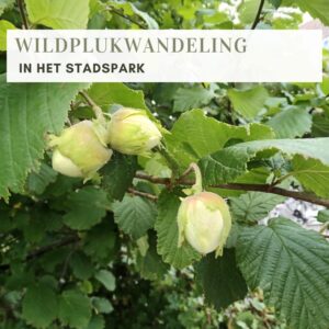 WILDPLUKWANDELING IN HET STADSPARK (GRONINGEN)