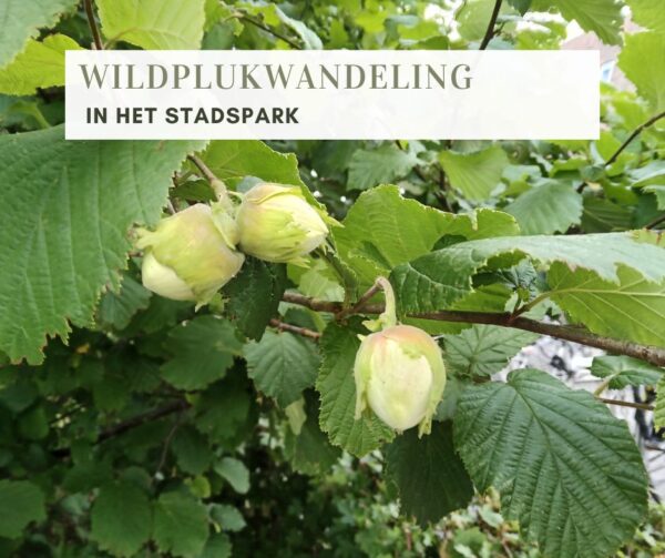 WILDPLUKWANDELING IN HET STADSPARK (GRONINGEN)