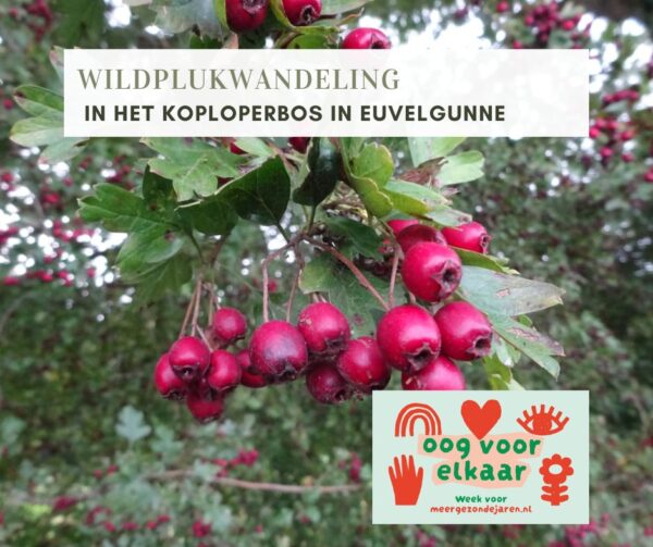 WILDPLUKWANDELING IN HET KOPLOPERBOS