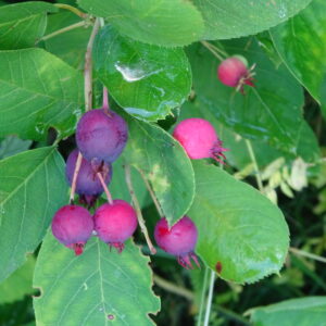WILDPLUKWANDELING IN ASSEN (DUURZAAMHEIDSCENTRUM)