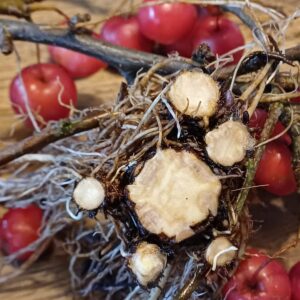 VERDIEPINGSDAG: BACK TO THE ROOTS