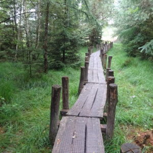 WILDPLUKWANDELING IN NATUURGEBIED LETTELBERTERPETTEN (WESTERKWARTIER)